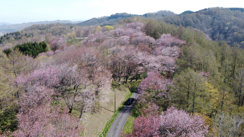 ゴールデンウイークは桜の名所「にわ山森林自然公園」へ！（北海道